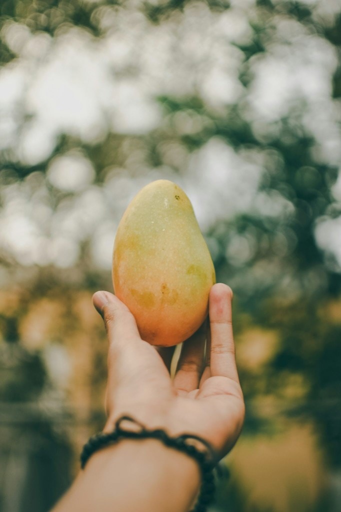 Premium Chaunsa mangoes in export box